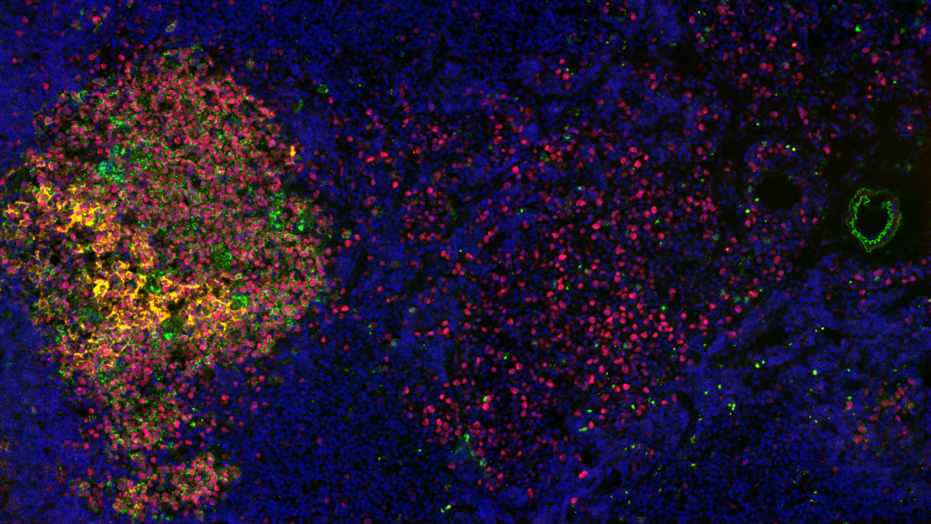 Research on Adaptive immunity